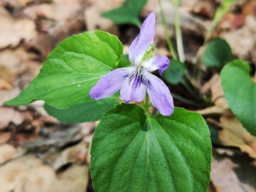 Fiołek leśny (Viola reichenbachiana), <p>fot. Sebastian Piskorski</p>